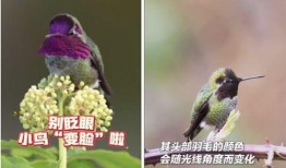 新闻爆料鸟死人