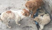 西安狗狗爆料事件视频曝光,视频曝光引发社会关注